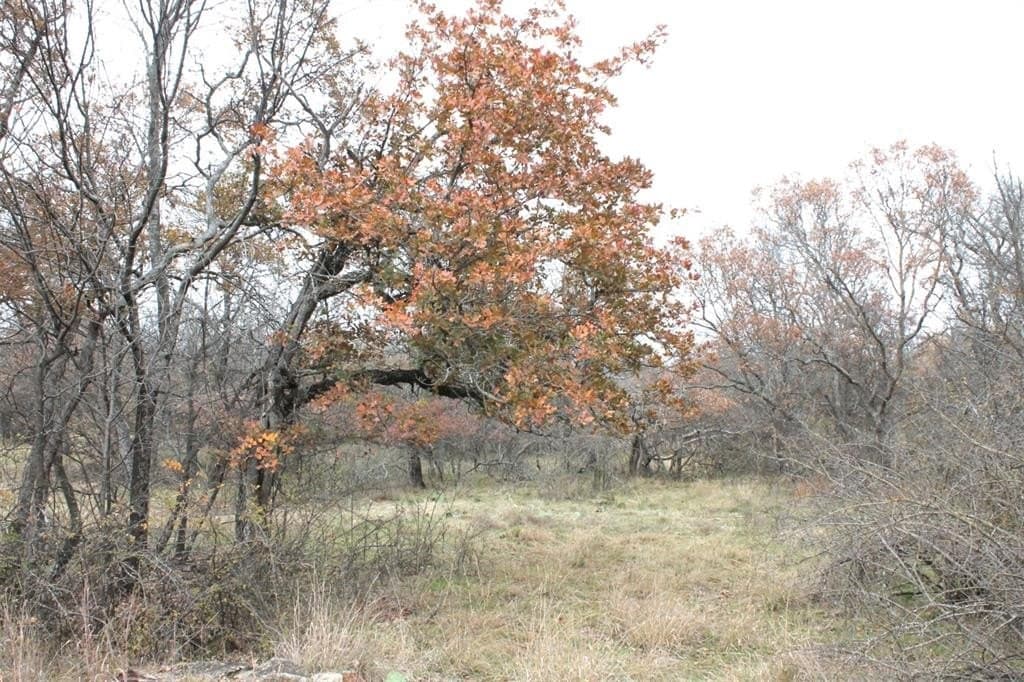 3.15 acres in Wise County - photo 8
