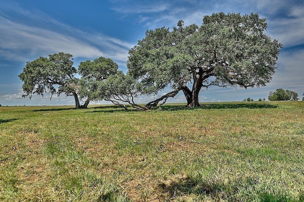 49.48 acres in Colorado County - photo 11