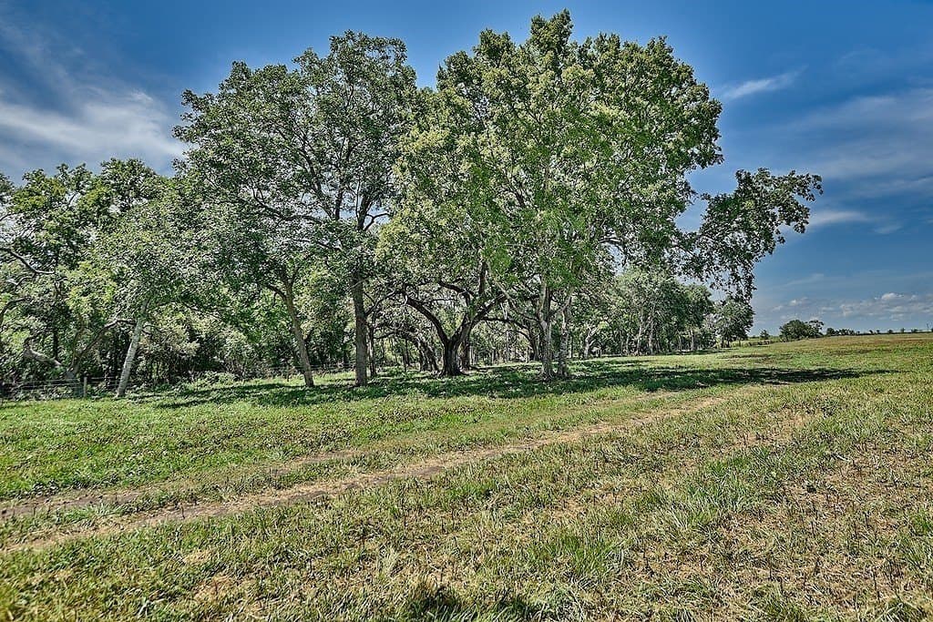 49.48 acres in Colorado County - photo 10