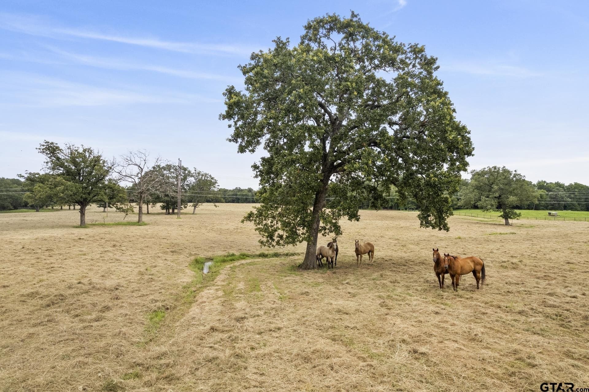 1,178 acres in Titus County - photo 15