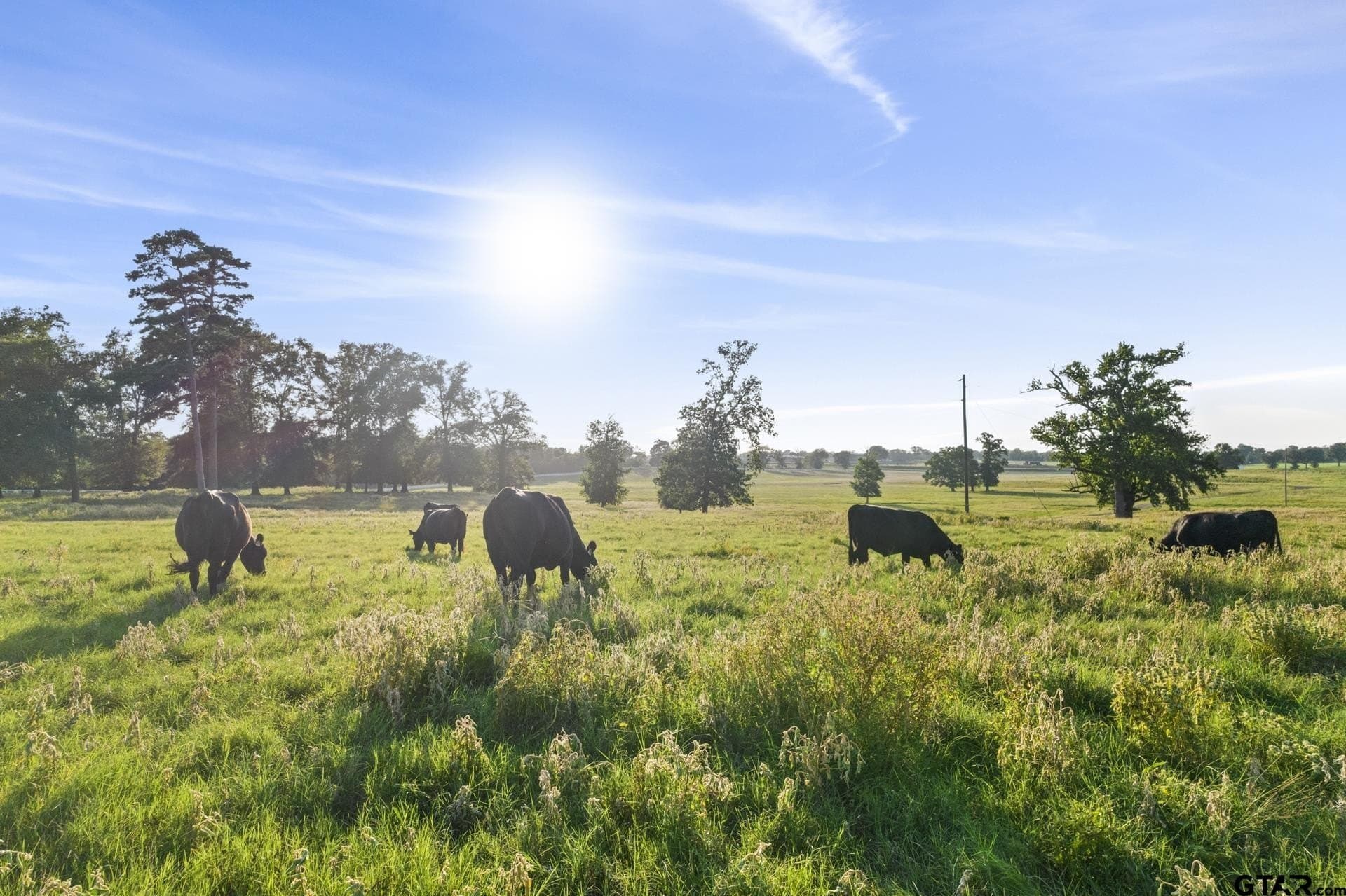 1,178 acres in Titus County - photo 38