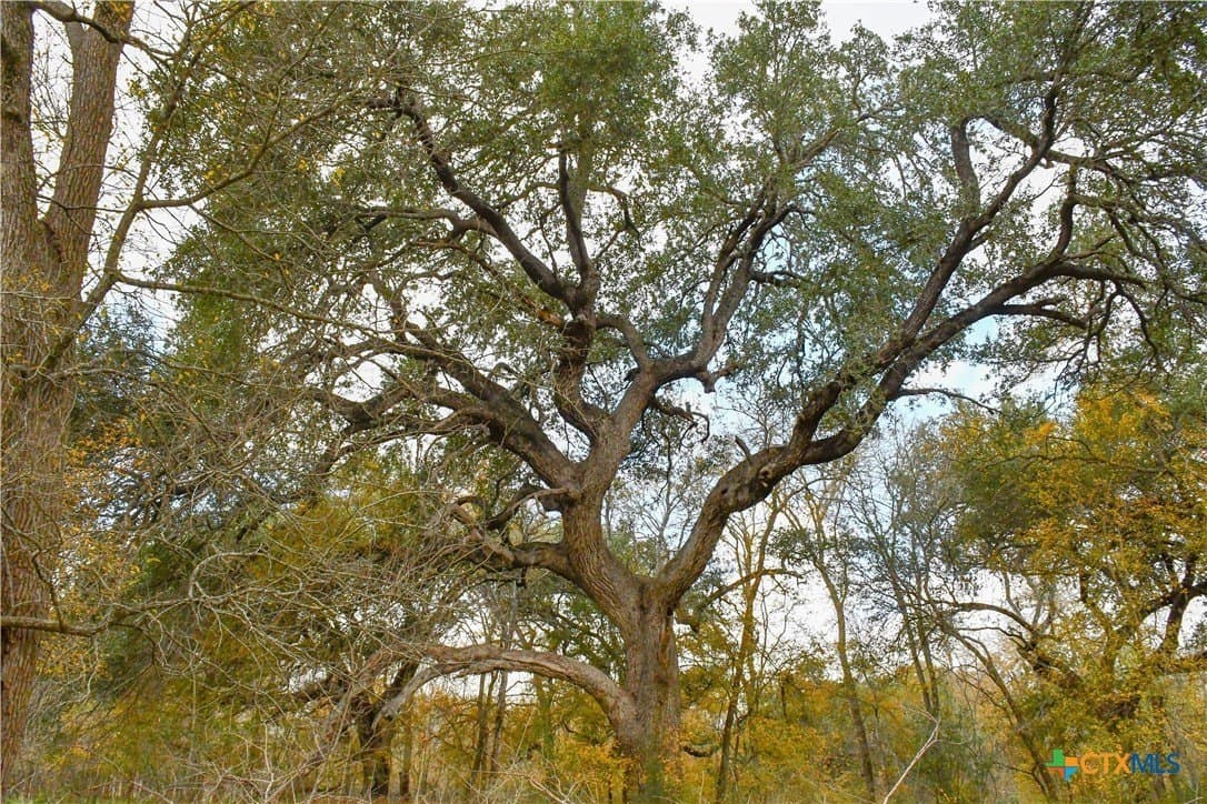 15.45 acres in Guadalupe County - photo 3