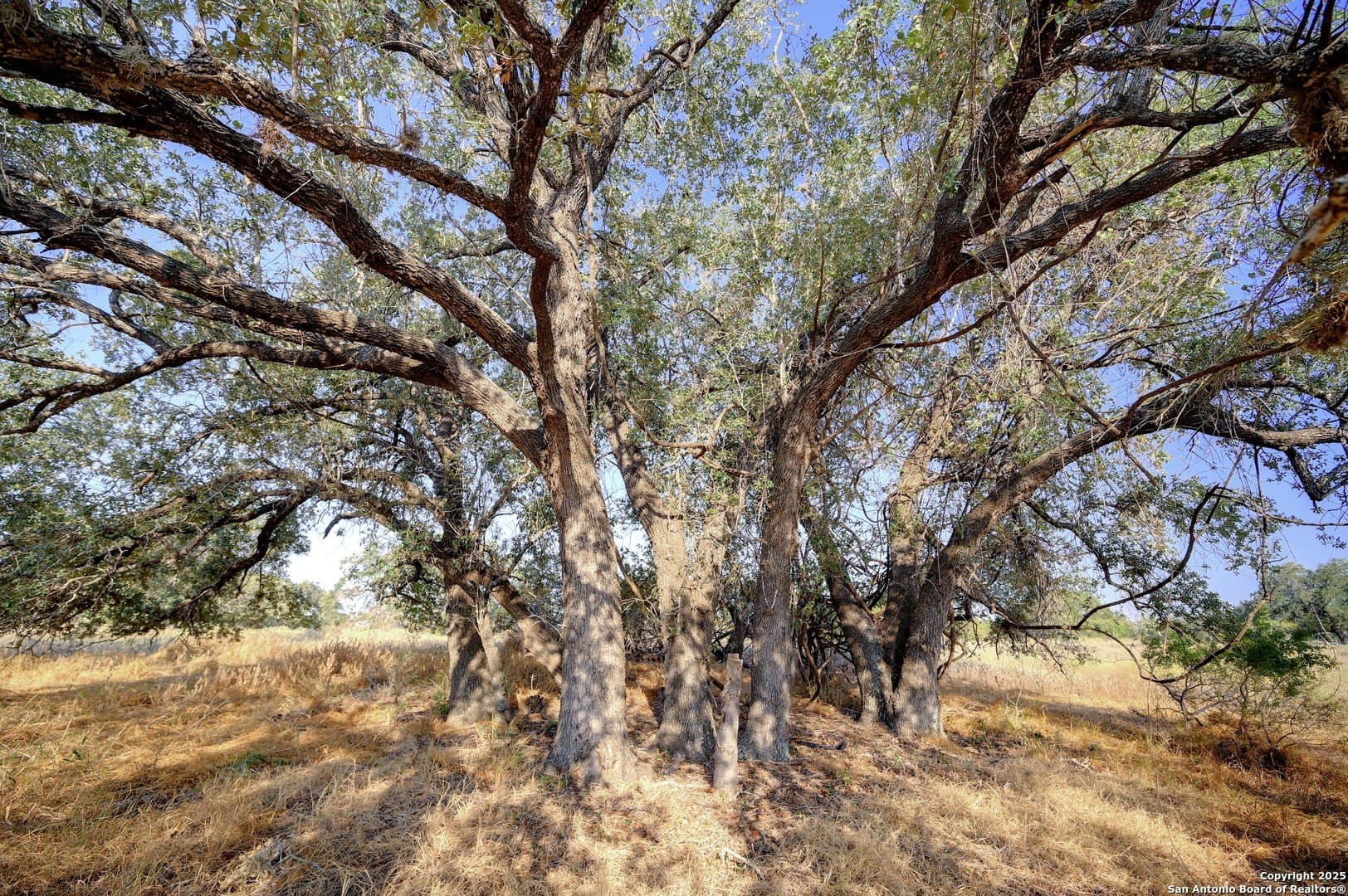14.64 acres in Atascosa County - photo 5