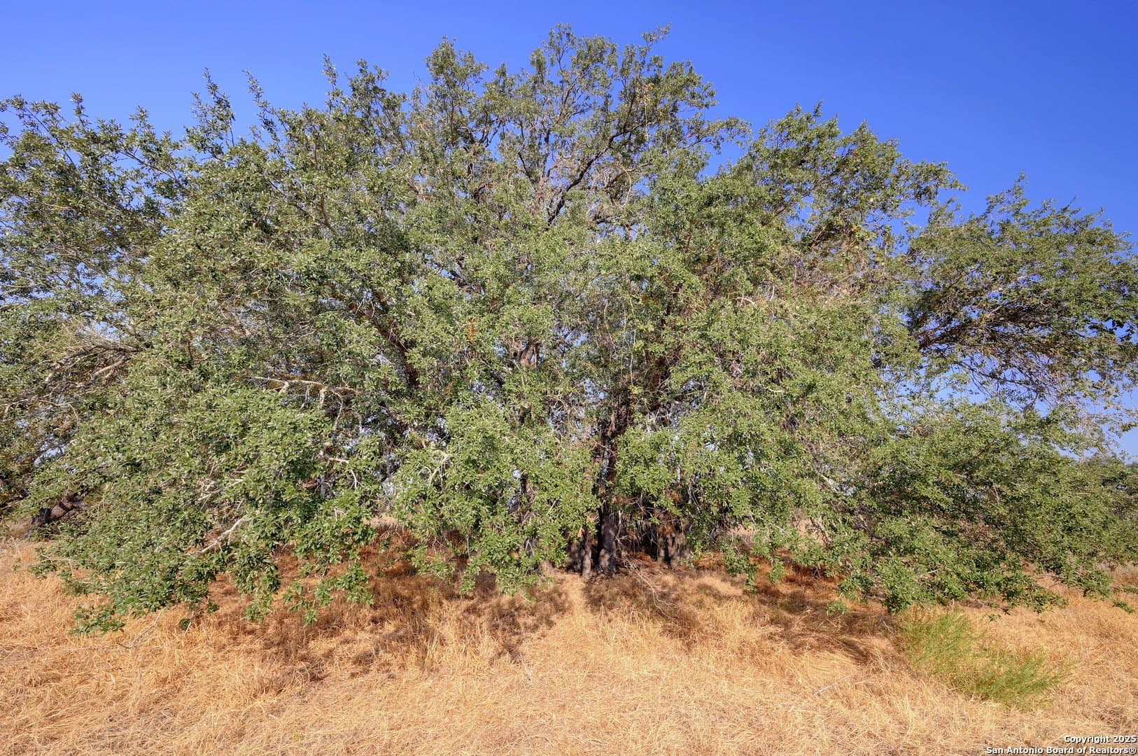 14.64 acres in Atascosa County - photo 4