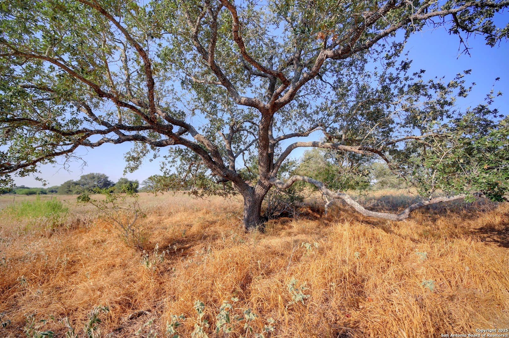14.64 acres in Atascosa County - photo 6
