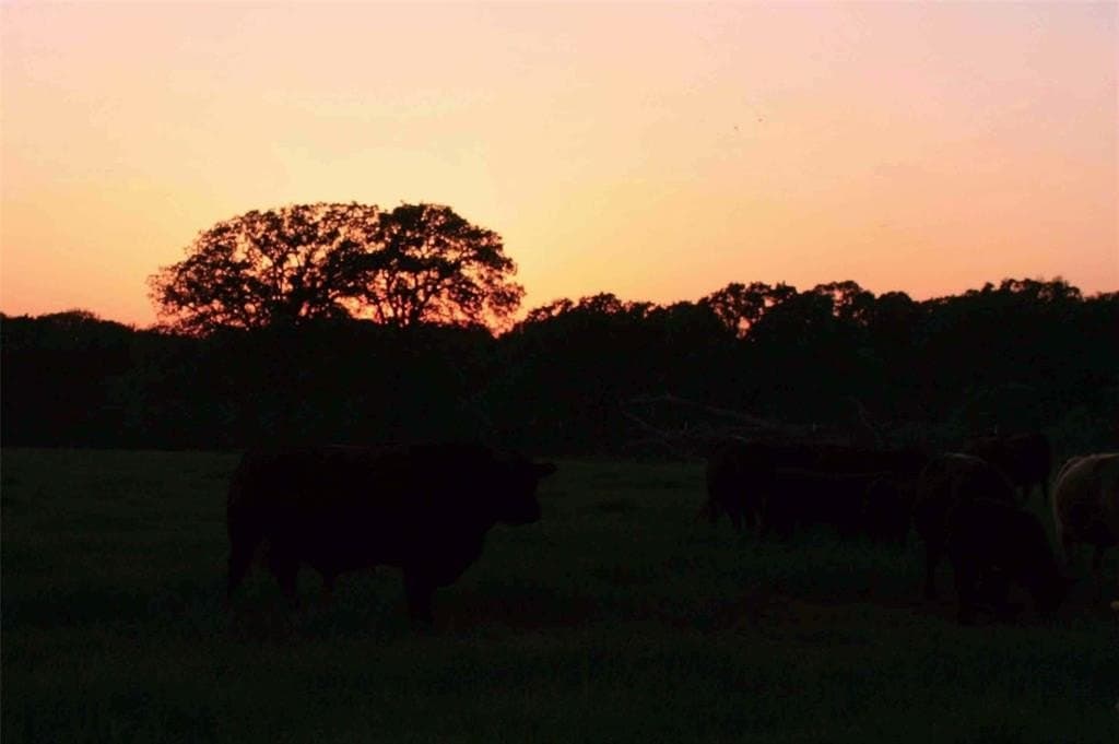 58 acres in Limestone County - photo 39