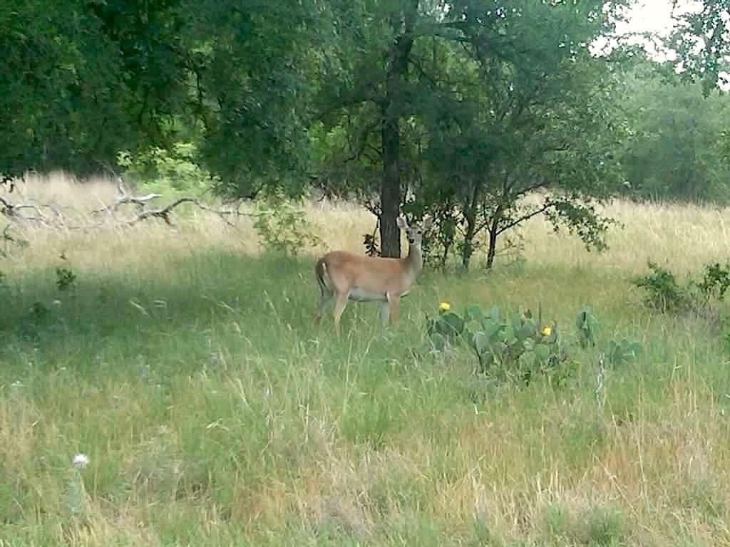 58 acres in Limestone County - photo 35