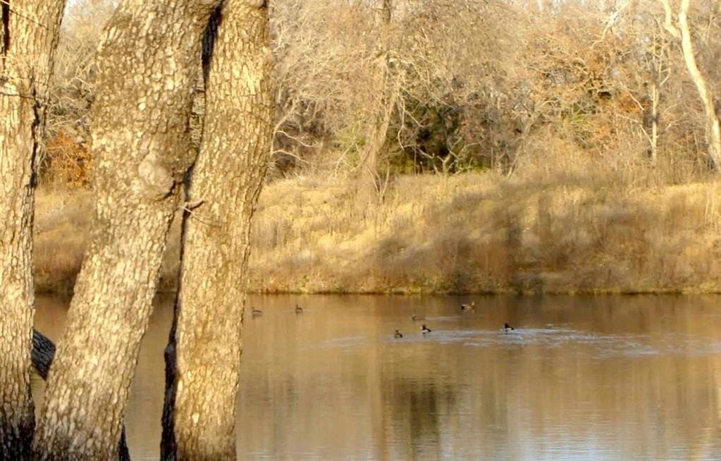 58 acres in Limestone County - photo 34
