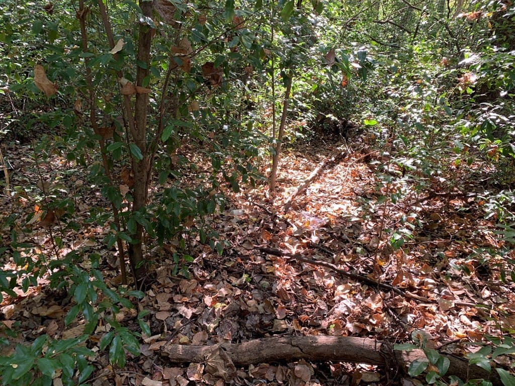 1.95 acres in Henderson County - photo 6