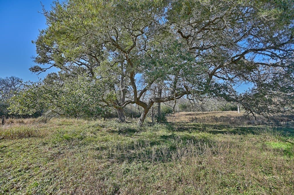 175.86 acres in Colorado County - photo 16