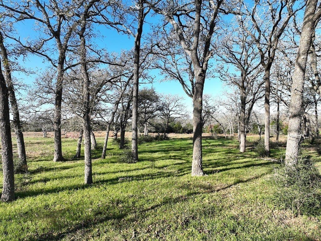 175.86 acres in Colorado County - photo 10
