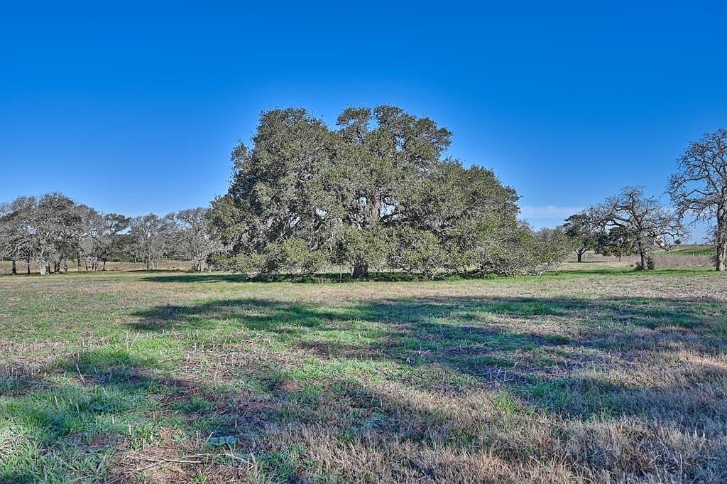175.86 acres in Colorado County - photo 4