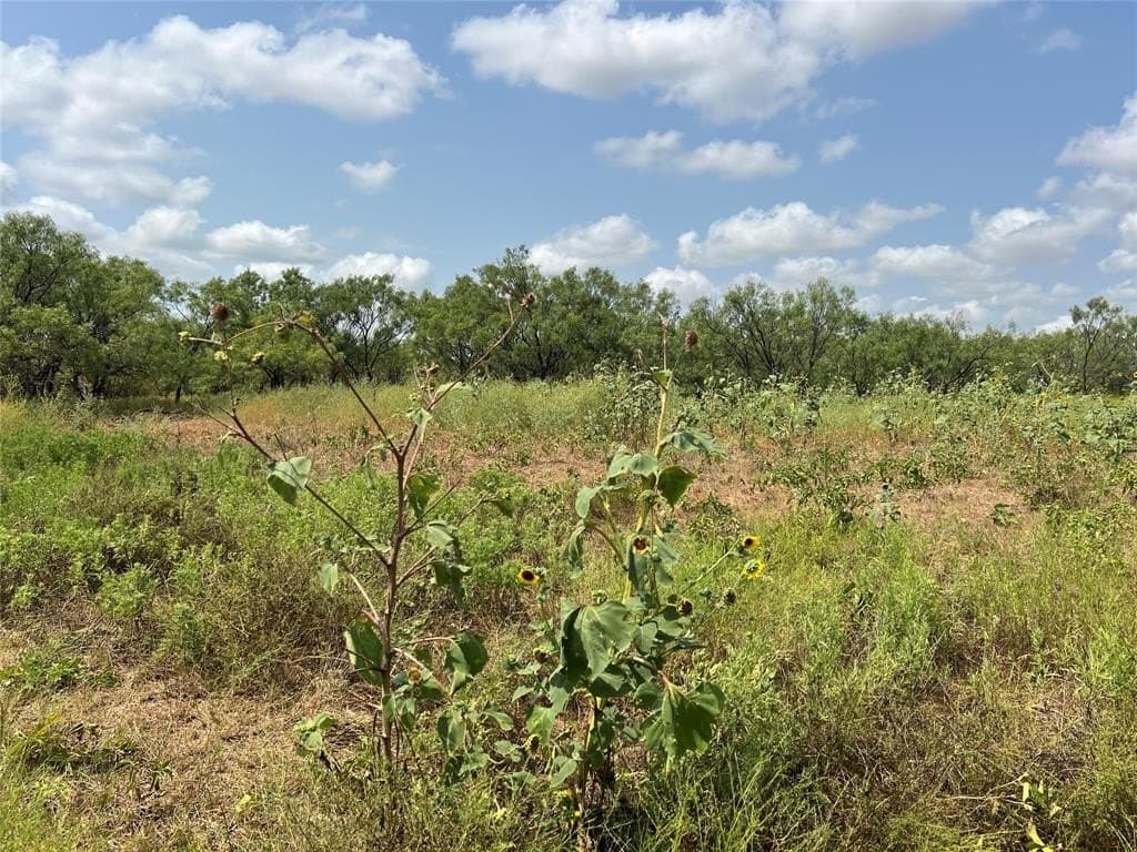 17.5 acres in Taylor County - photo 6
