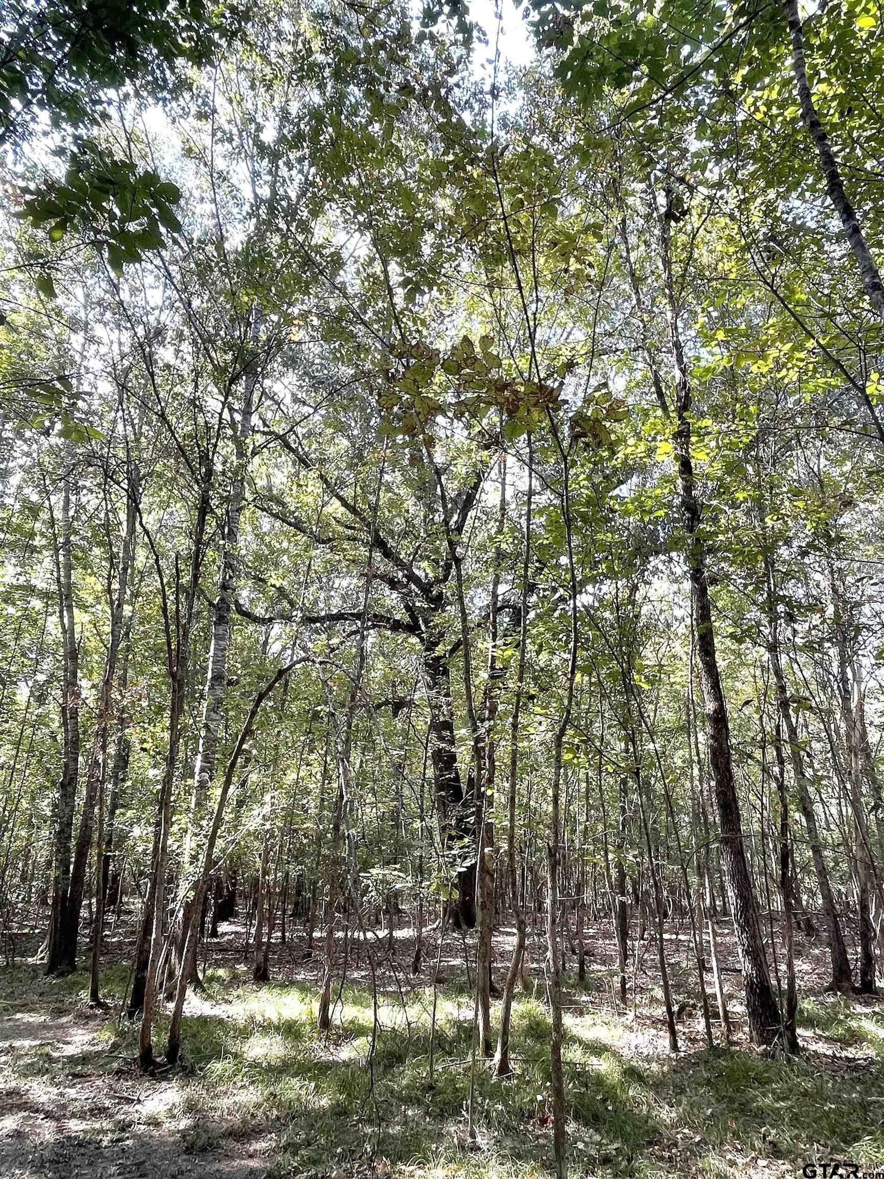 65.36 acres in Red River County - photo 13