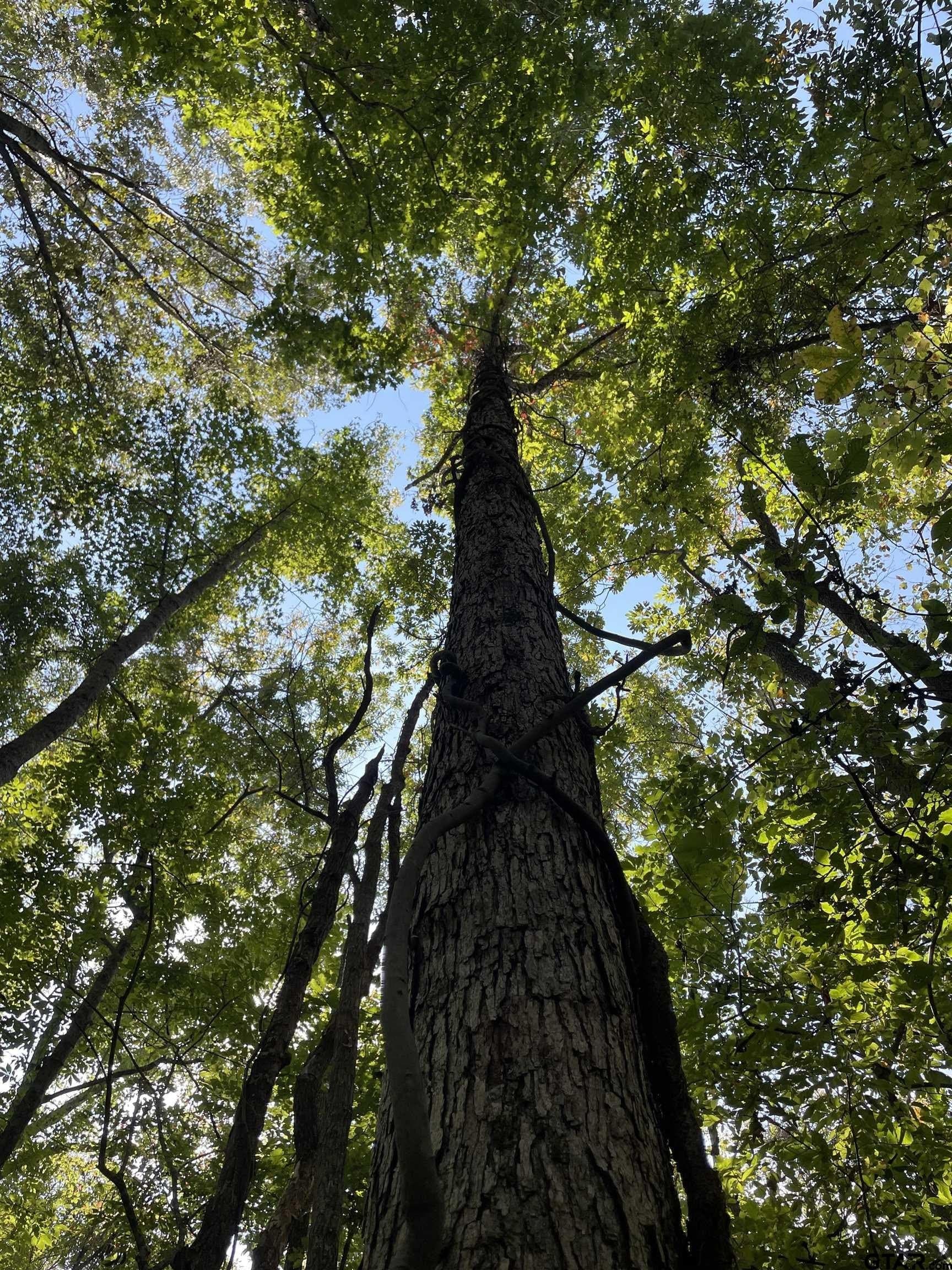 65.36 acres in Red River County - photo 14