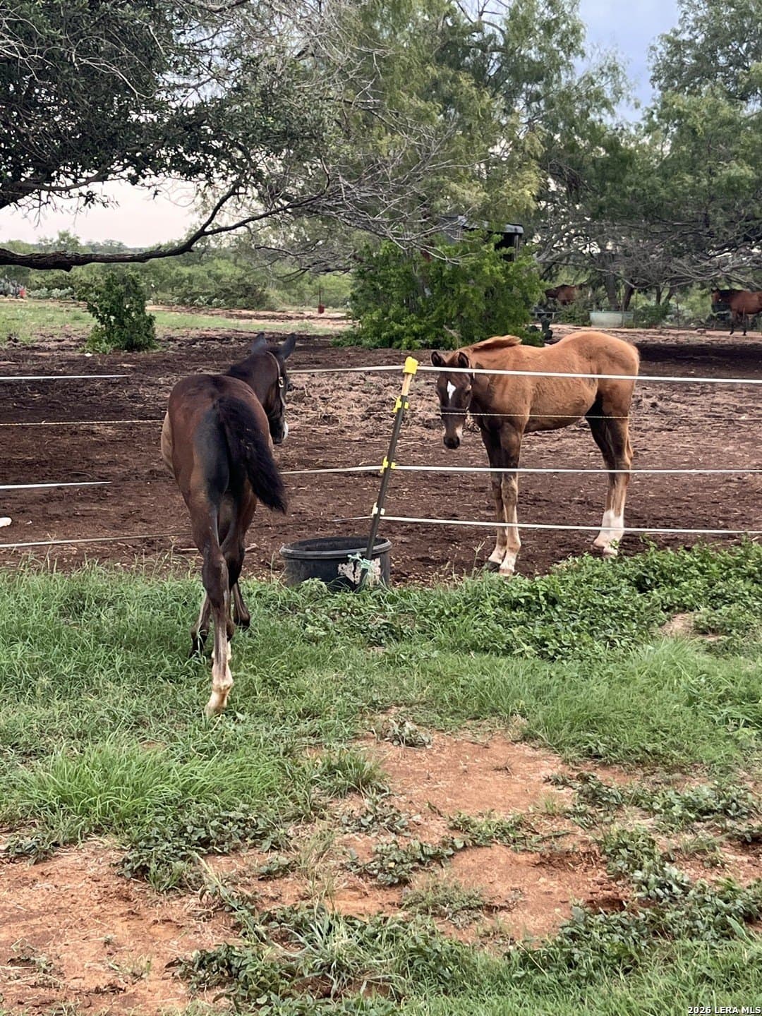 17 acres in Bexar County - photo 18