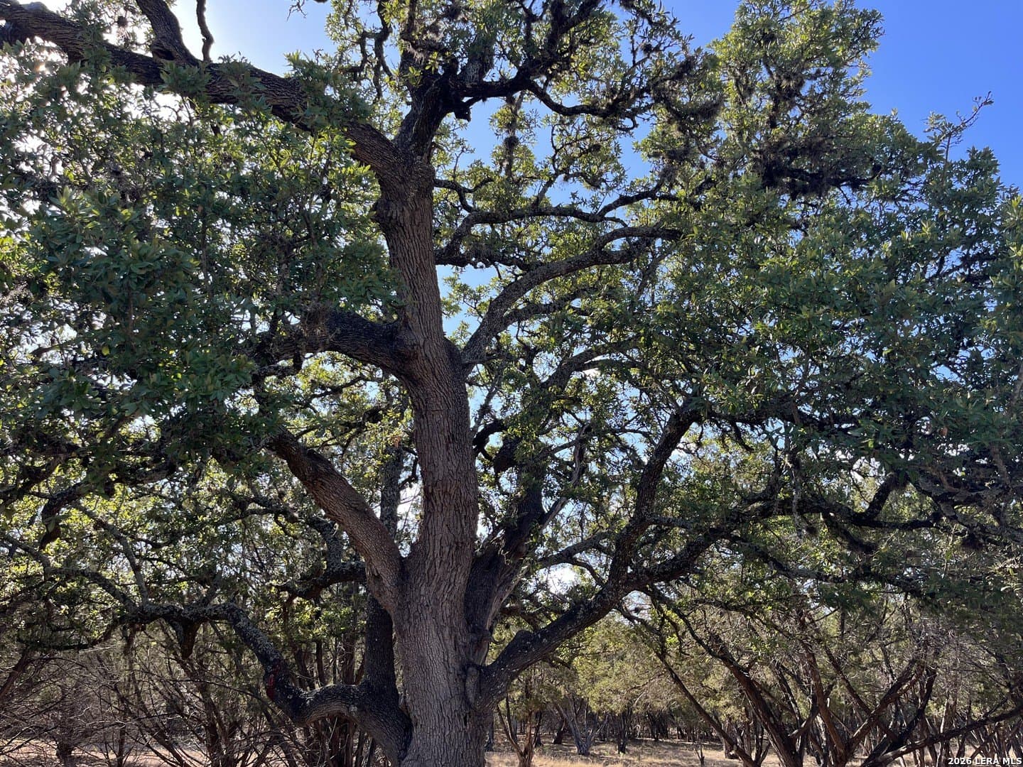 2 acres in Bandera County - photo 15