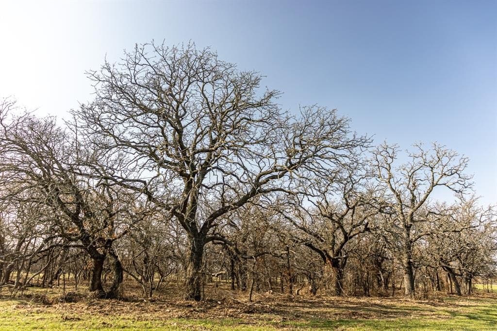 81 acres in Young County - photo 34