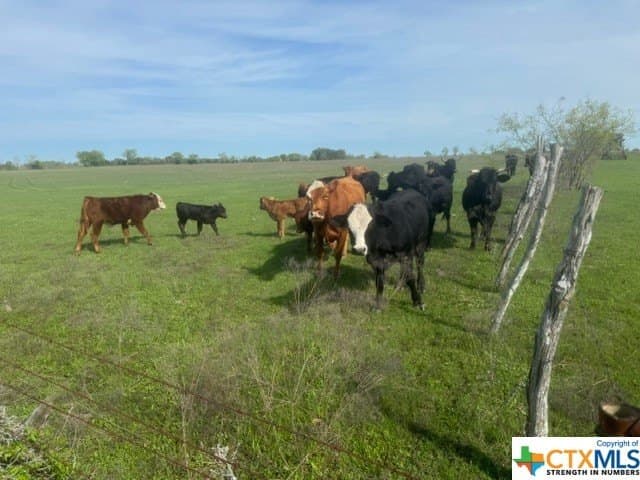 131 acres in McLennan County - photo 25