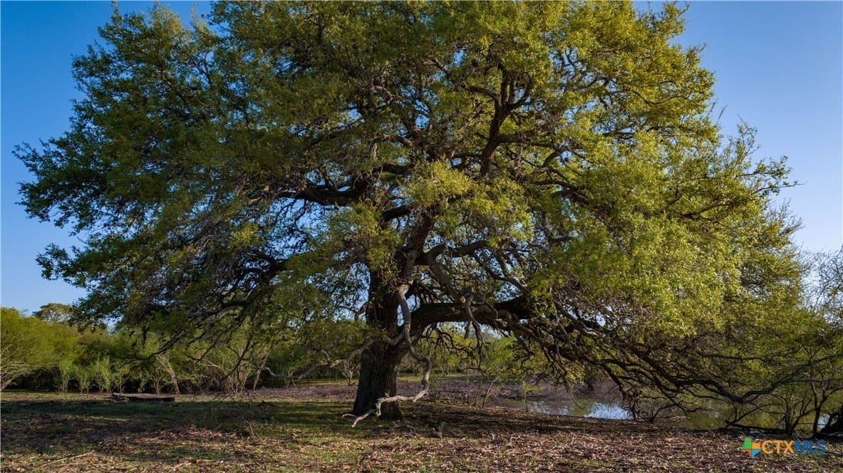 450 acres in Goliad County - photo 43