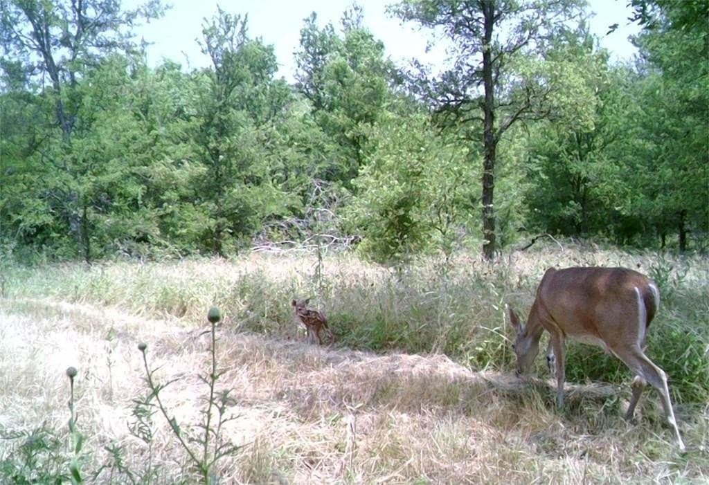 16.08 acres in Navarro County - photo 28