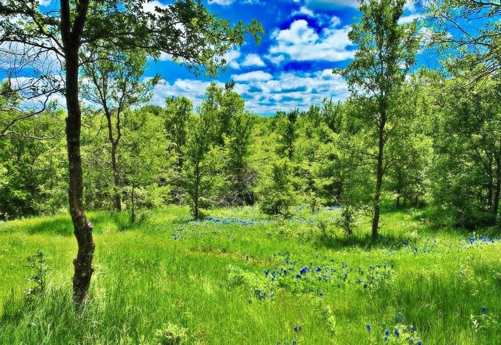 16.08 acres in Navarro County - photo 8