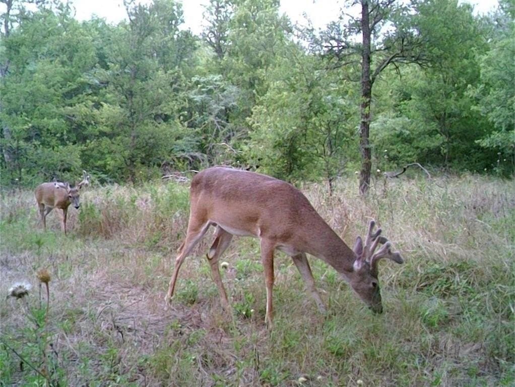 16.08 acres in Navarro County - photo 3