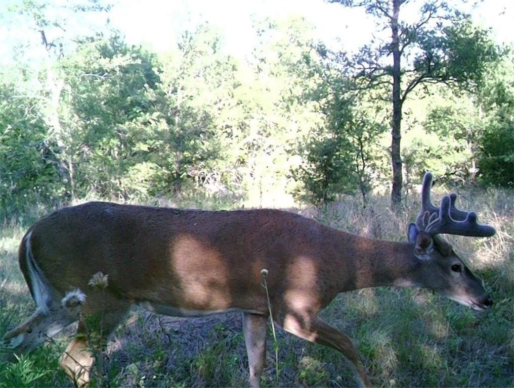 16.08 acres in Navarro County - photo 2