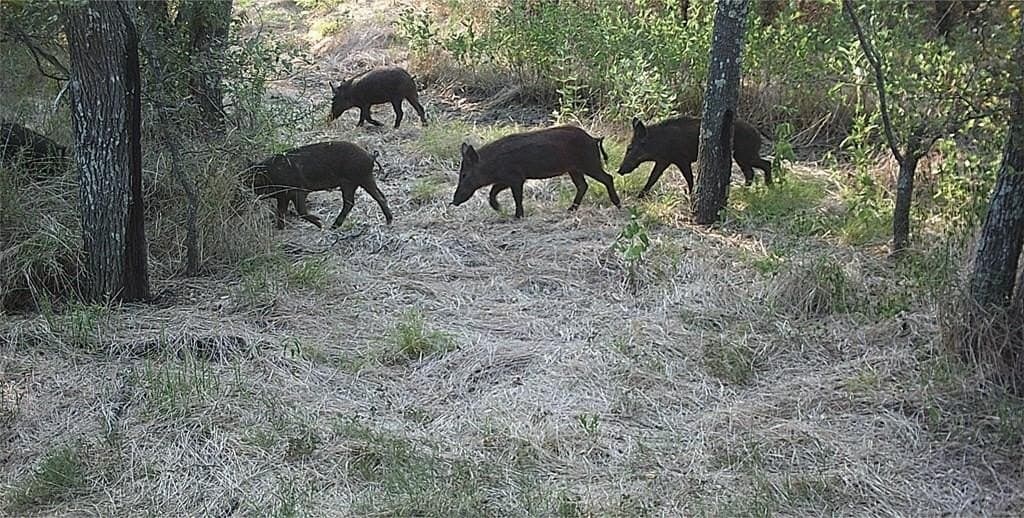 16.08 acres in Navarro County - photo 40