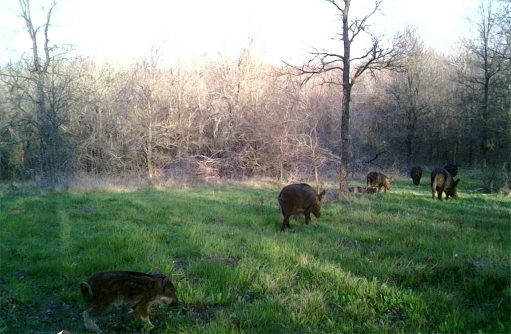 16.08 acres in Navarro County - photo 38