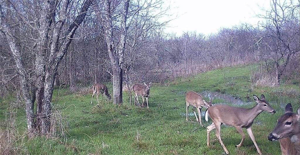 16.08 acres in Navarro County - photo 16