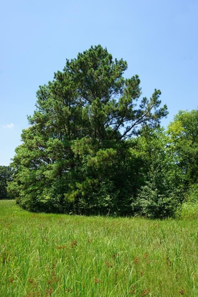 2.53 acres in Henderson County - photo 17
