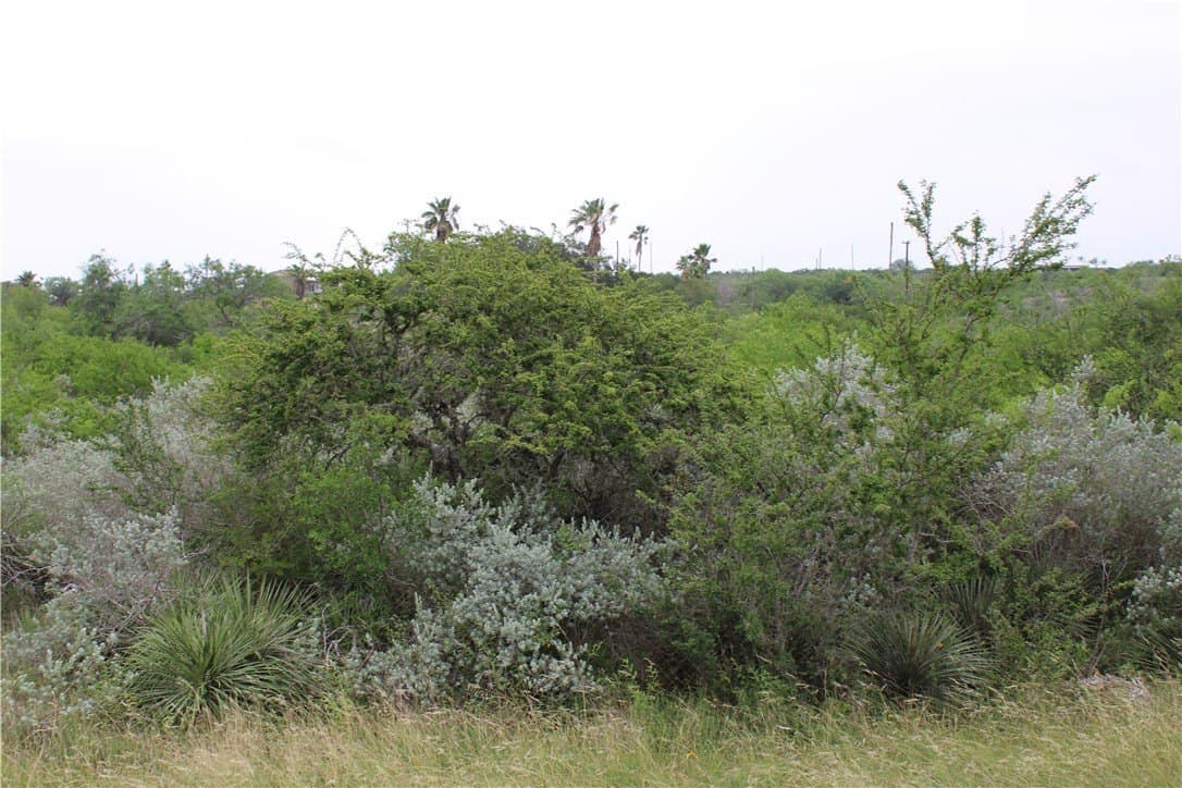 0.24 acres in Live Oak County - photo 2