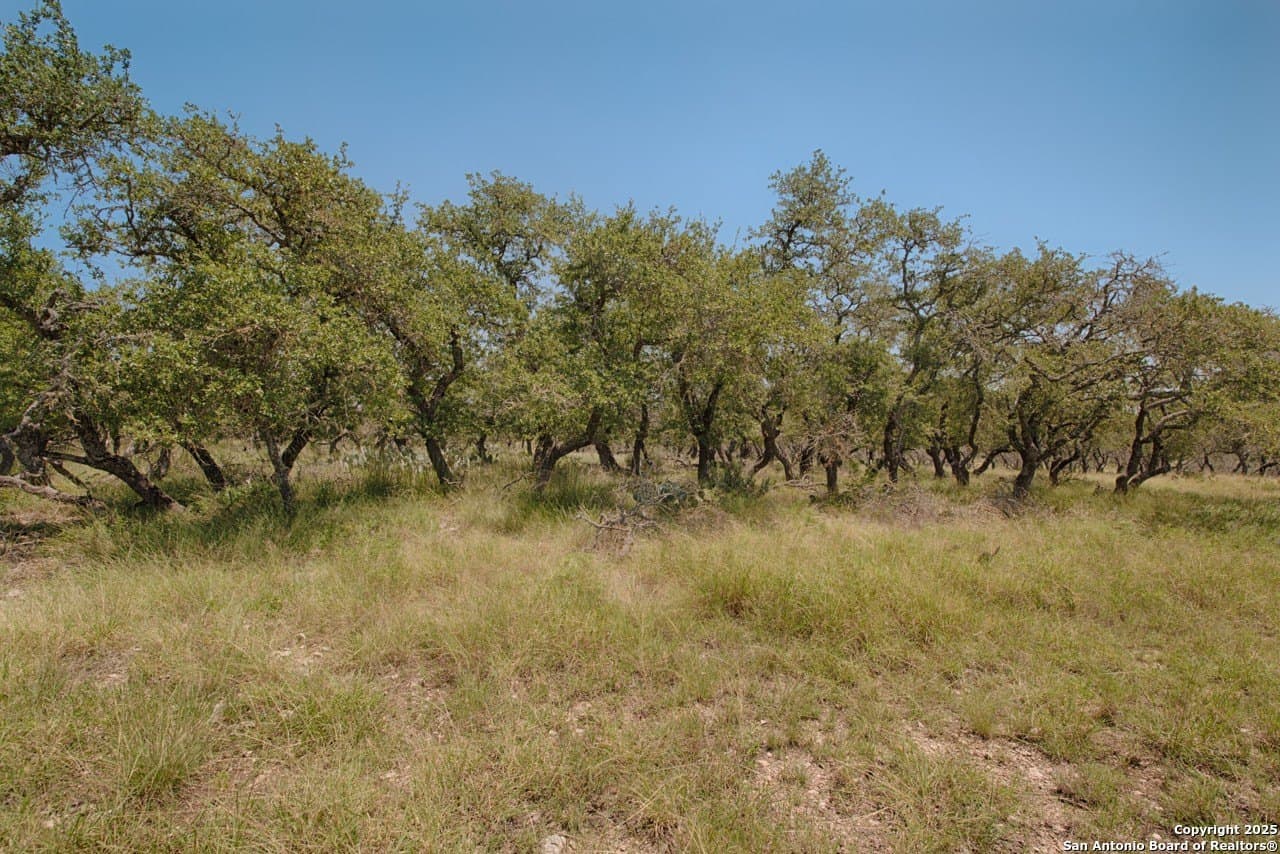 379 Bent Tree