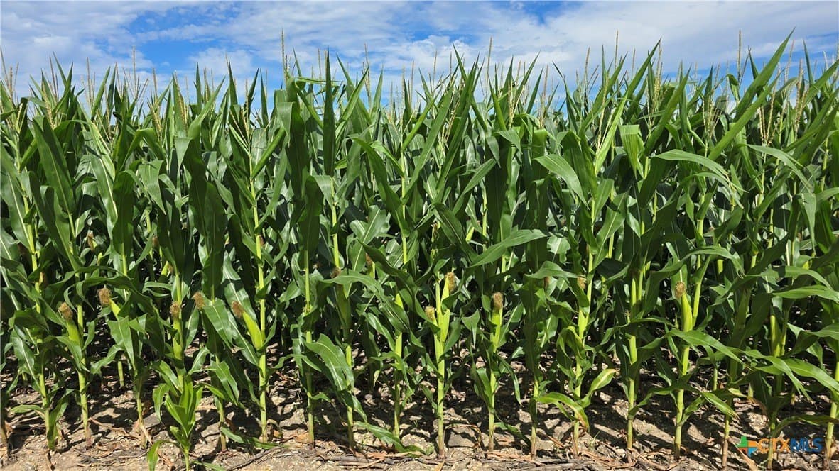 58.89 acres in Bell County - photo 13