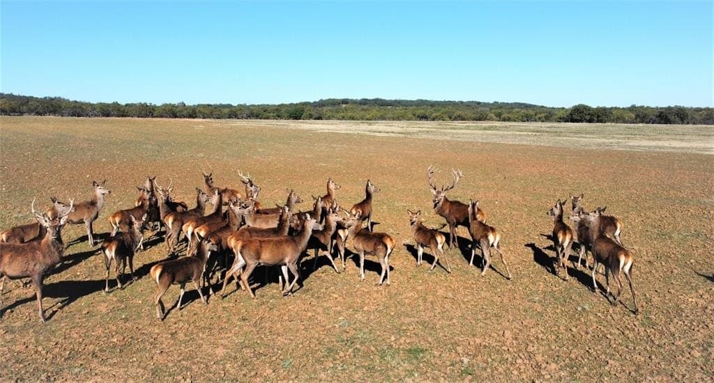 305 acres in Eastland County - photo 40