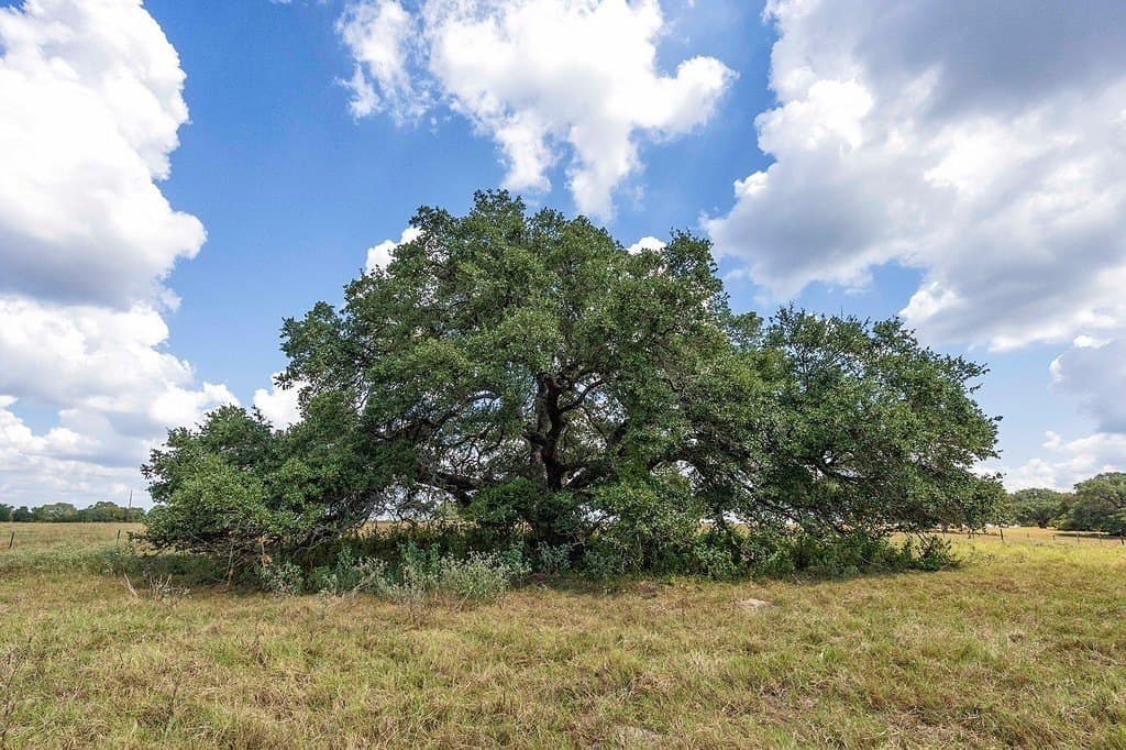 41.59 acres in Fayette County - photo 8
