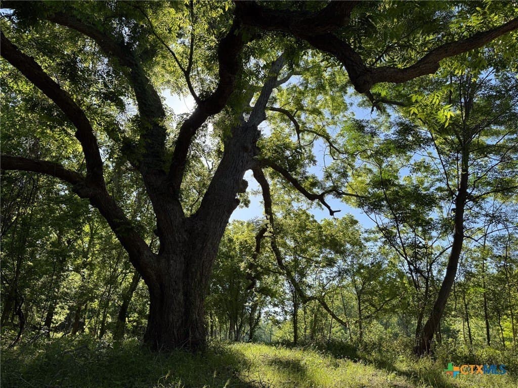 42.95 acres in Guadalupe County - photo 8