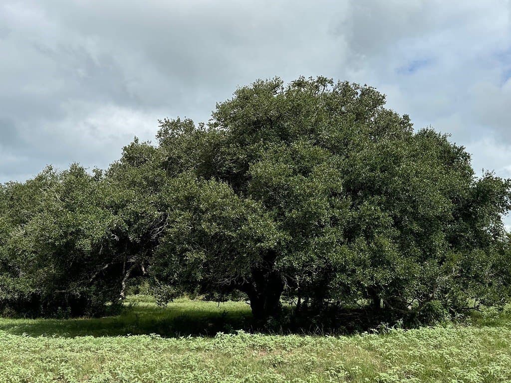 223.56 acres in Fayette County - photo 9