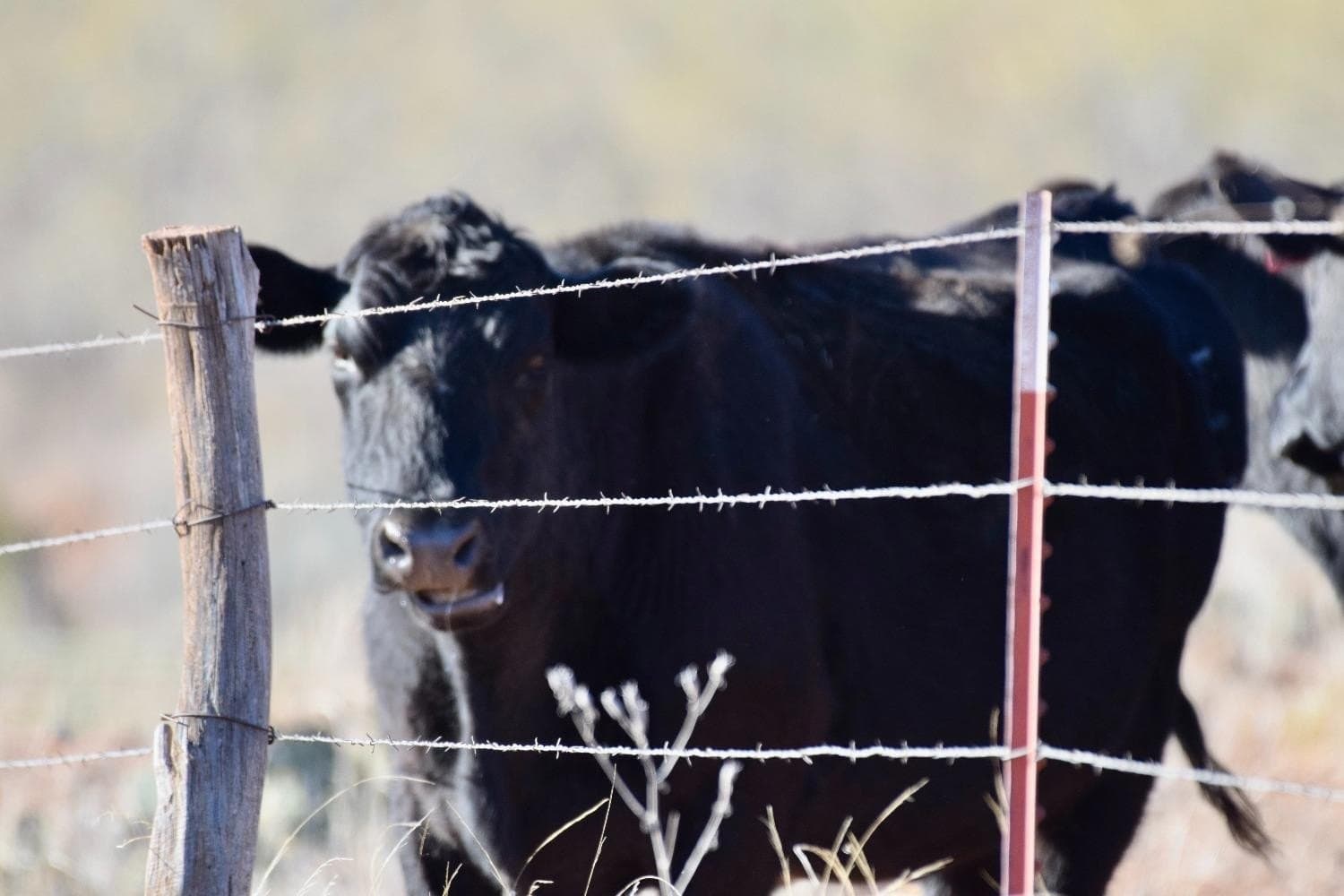 9,586 acres in Briscoe County - photo 44