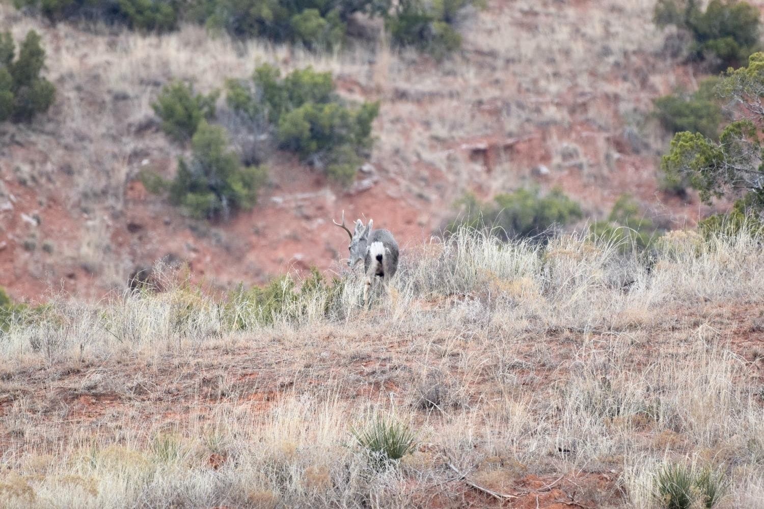 9,586 acres in Briscoe County - photo 36
