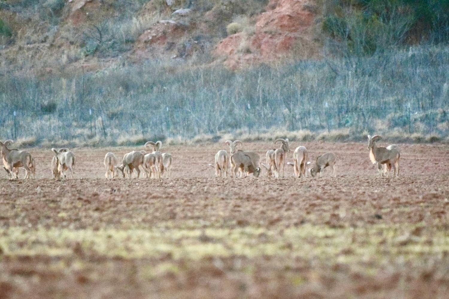 9,586 acres in Briscoe County - photo 31