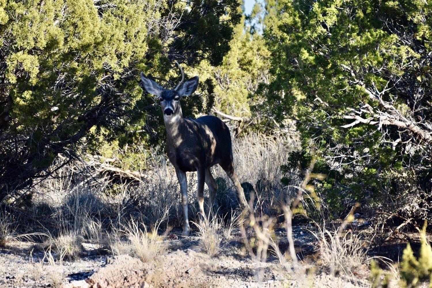 9,586 acres in Briscoe County - photo 34