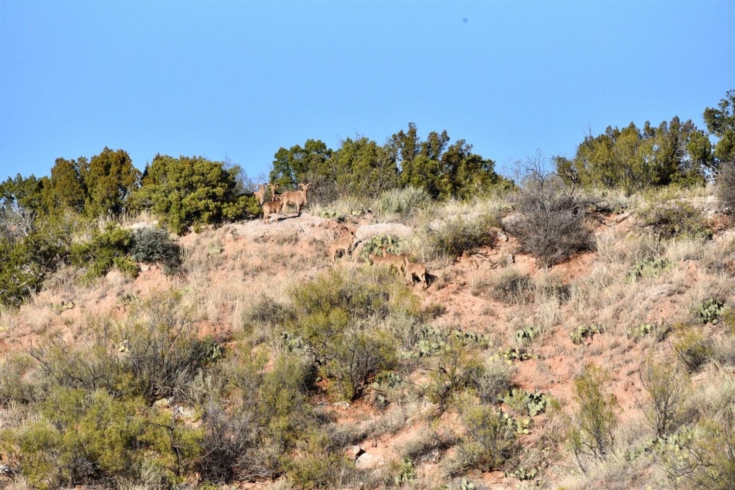9,586 acres in Briscoe County - photo 15