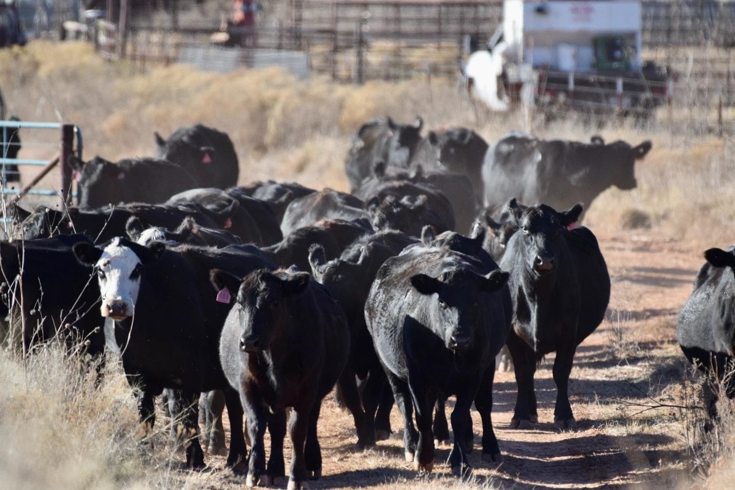 9,586 acres in Briscoe County - photo 38