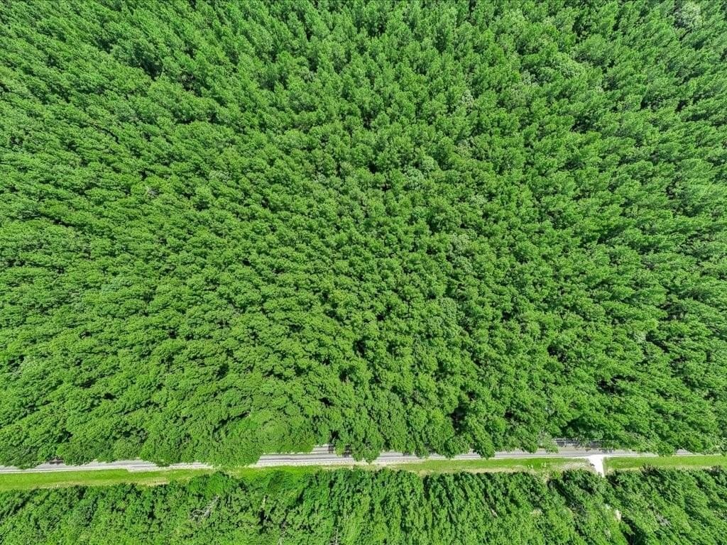 22 acres in Angelina County - photo 11