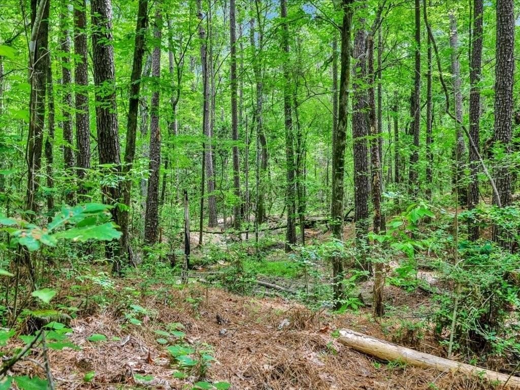 22 acres in Angelina County - photo 8