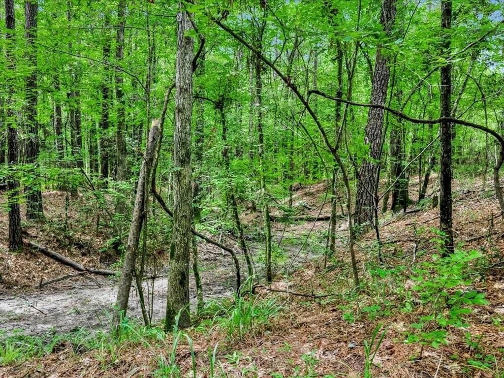 22 acres in Angelina County - photo 7