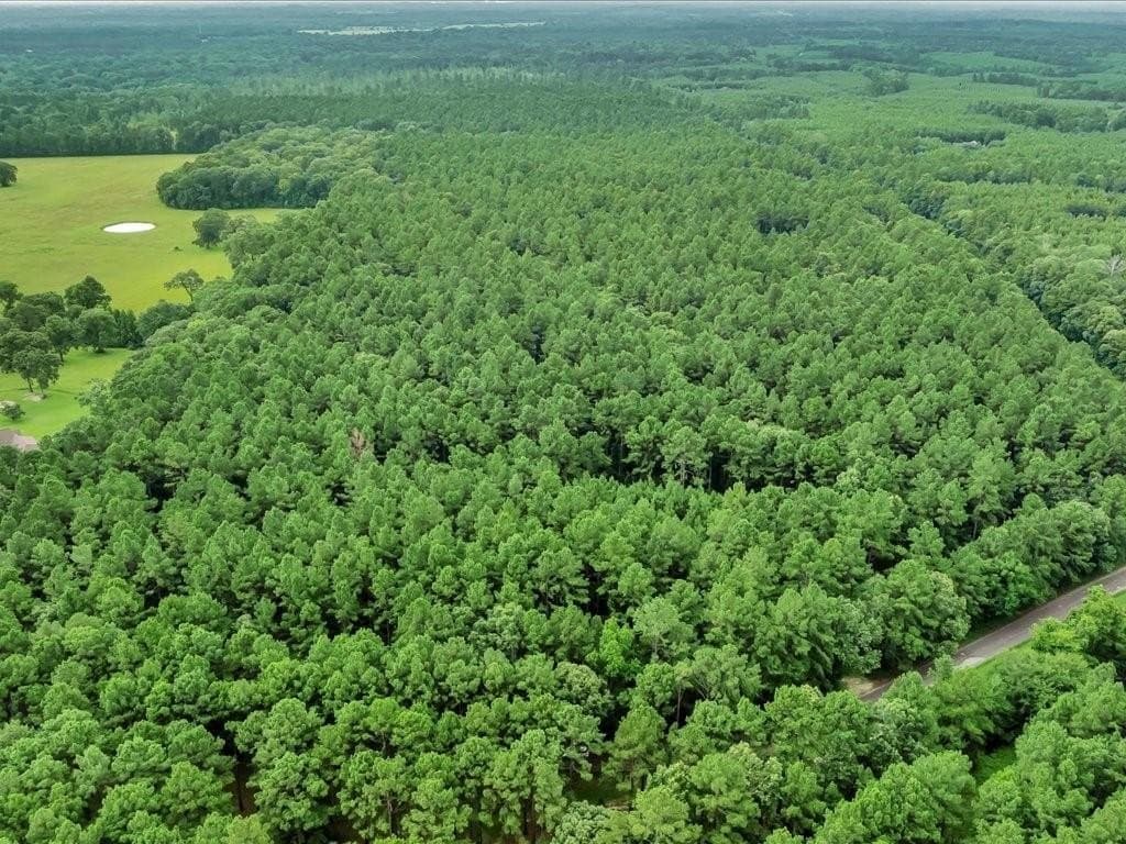 22 acres in Angelina County - photo 15