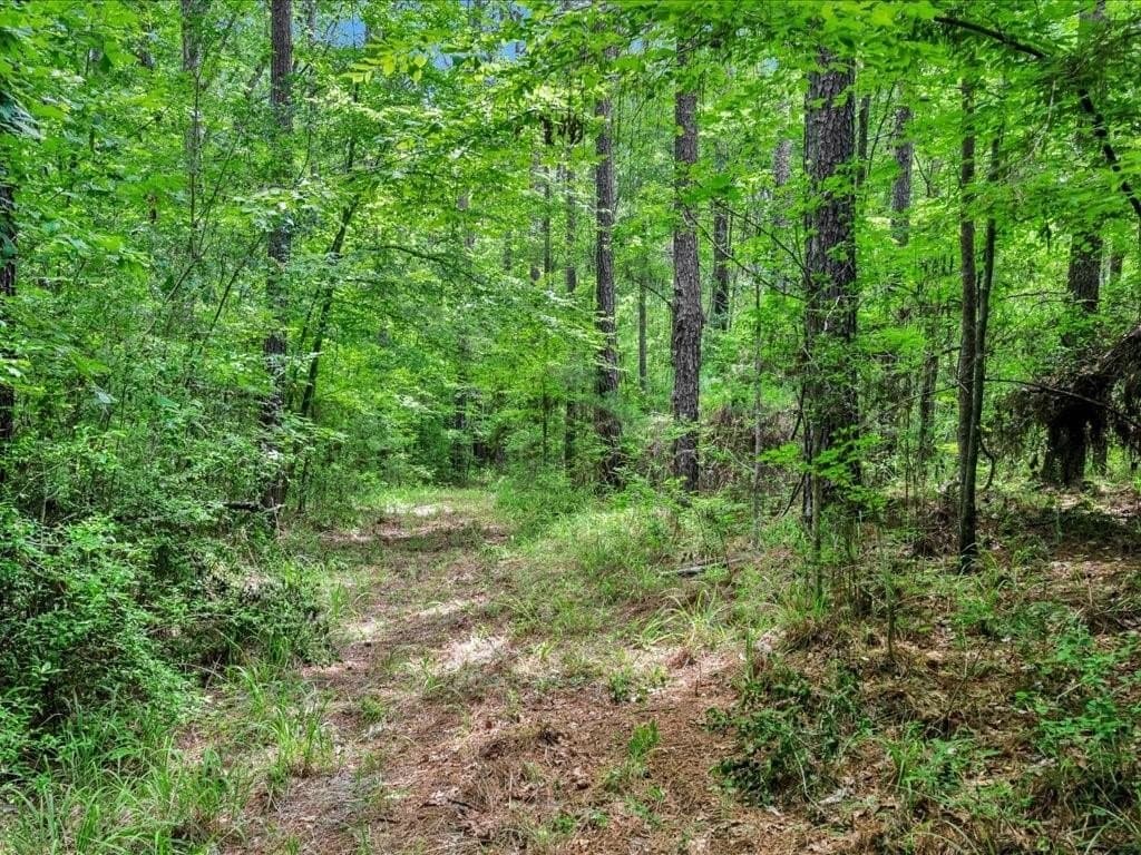 22 acres in Angelina County - photo 5
